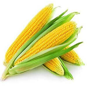 Corn seeds - Commodities - Bronze Wing Trading